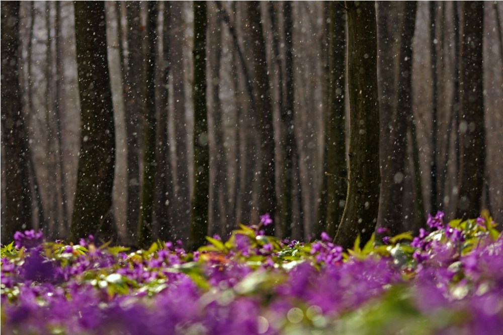 III nagroda w kategorii zestawy za zdjęcie "Kwiaty wiosny"