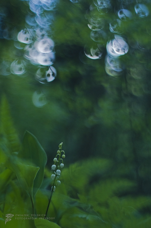 phoca_thumb_l_fr2015-29-ro-03-orp_dubiel_bartosz