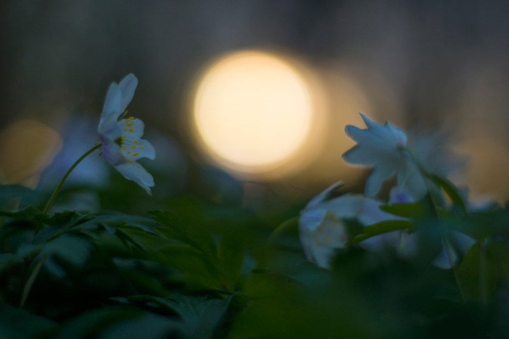 RO_ORP_DUBIEL_BARTOSZ_01